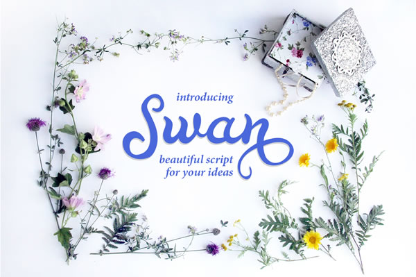 Swan: A Fluid Script Font for Polished Branding